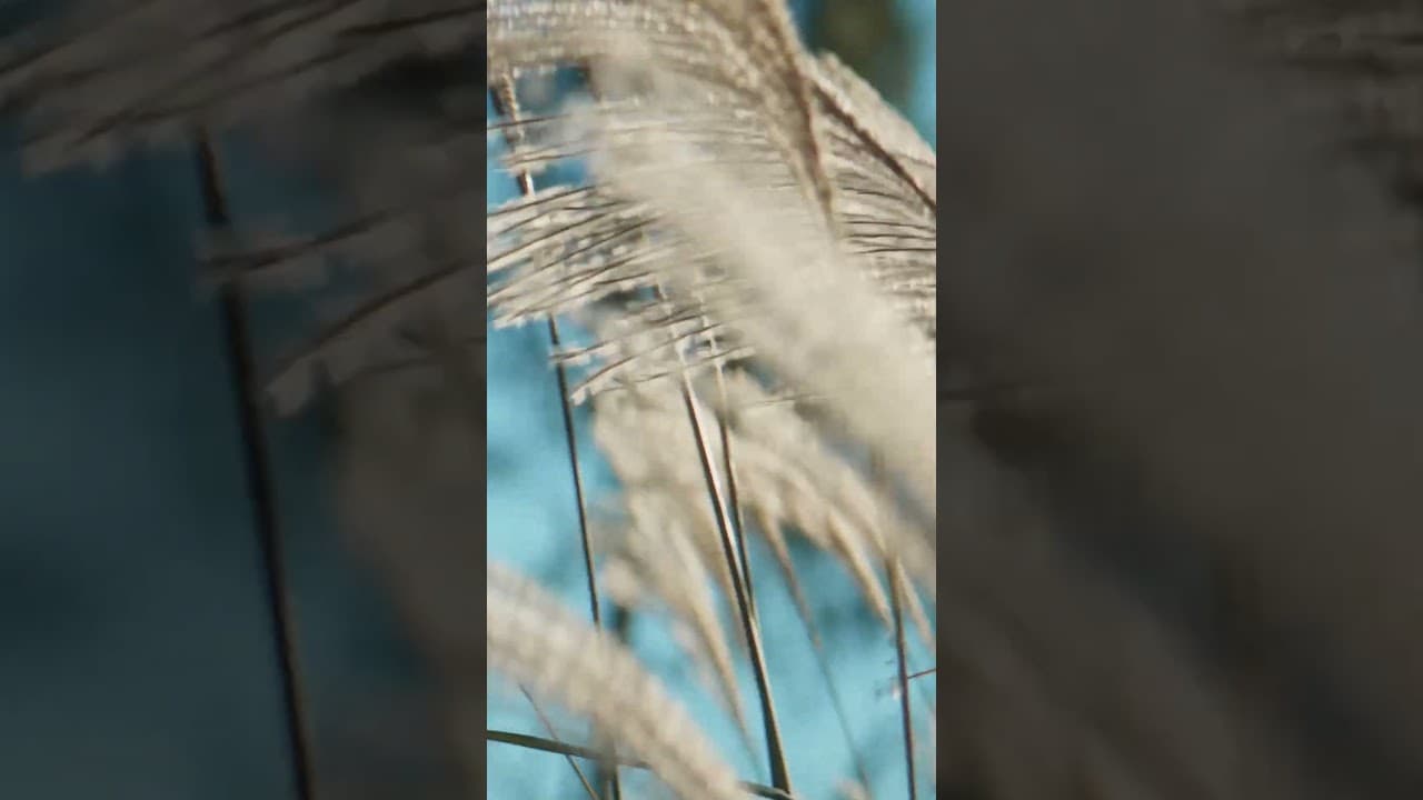 Discover a magic location on the coast of Black Sea – VR Shekvetili Forest~Beach | By Paragraph