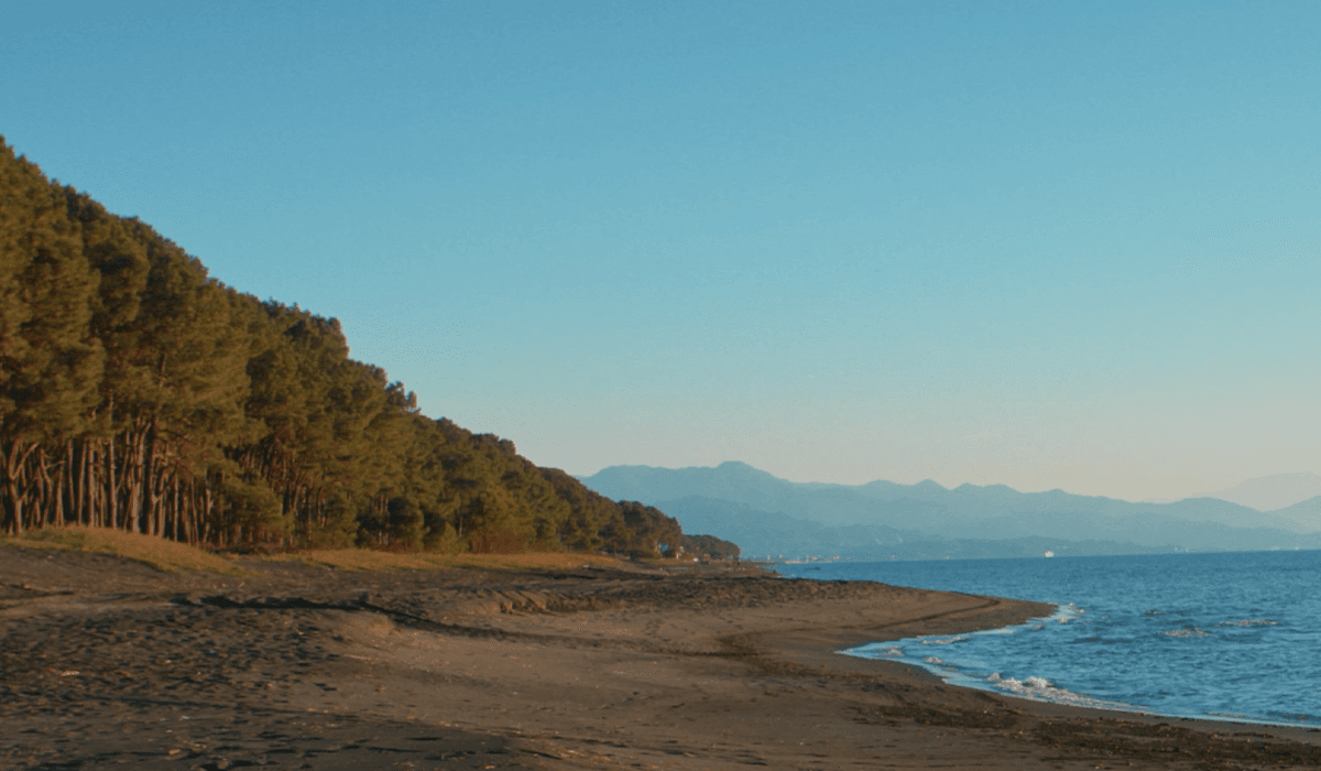 VR Shekvetili Forest~Beach | By Paragraph – სადაც ბუნება თქვენი ყოველდღიურობის ნაწილი ხდება
