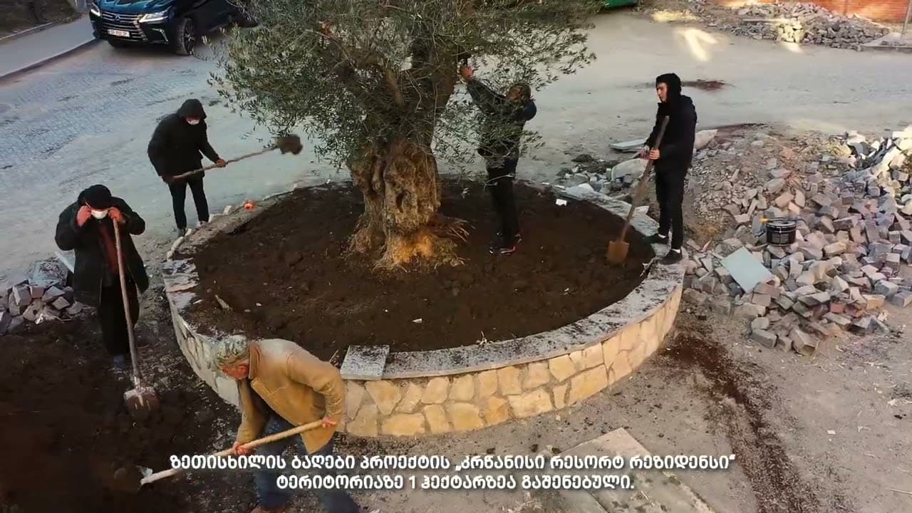 ვილა რეზიდენსმა თბილისს ხე აჩუქა